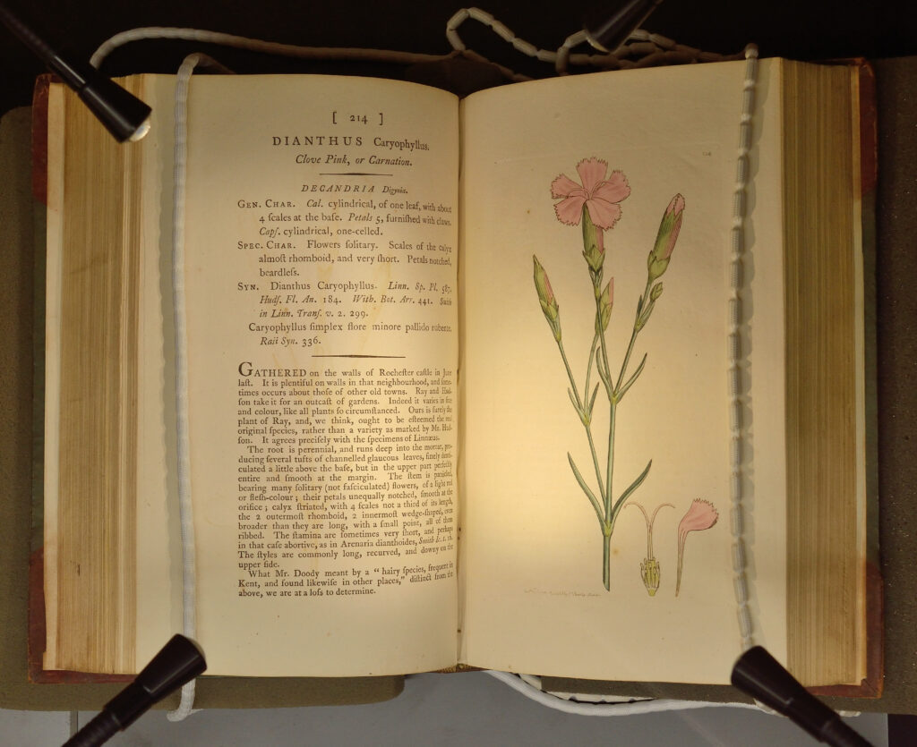 Top-down photograph of an antique book, mounted in a cradle and weighted with book snakes so the pages are open. The left-hand page has information about the pink carnation flower, and the right-hand page bears a hand-coloured engraved illustration of the flower and its bud. There are two small close-up illustration s of the stamen and petals of the flower in the bottom right-hand corner of the plate.