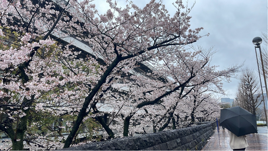 National Diet Library in Tokyo with cherry blossom lining the side of the building a person walking past with a black umbrella up.